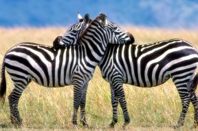 loving-zebra