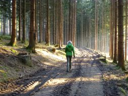 Nordic_Walking_im_Wald