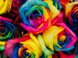 2017-04-27 13_11_01-pexels-photo-28245.jpg ‎- Photos