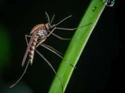 animal-biology-blurred-background-1149668