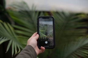 person-holding-iphone-taking-photo-of-green-leaf-plant-3846225