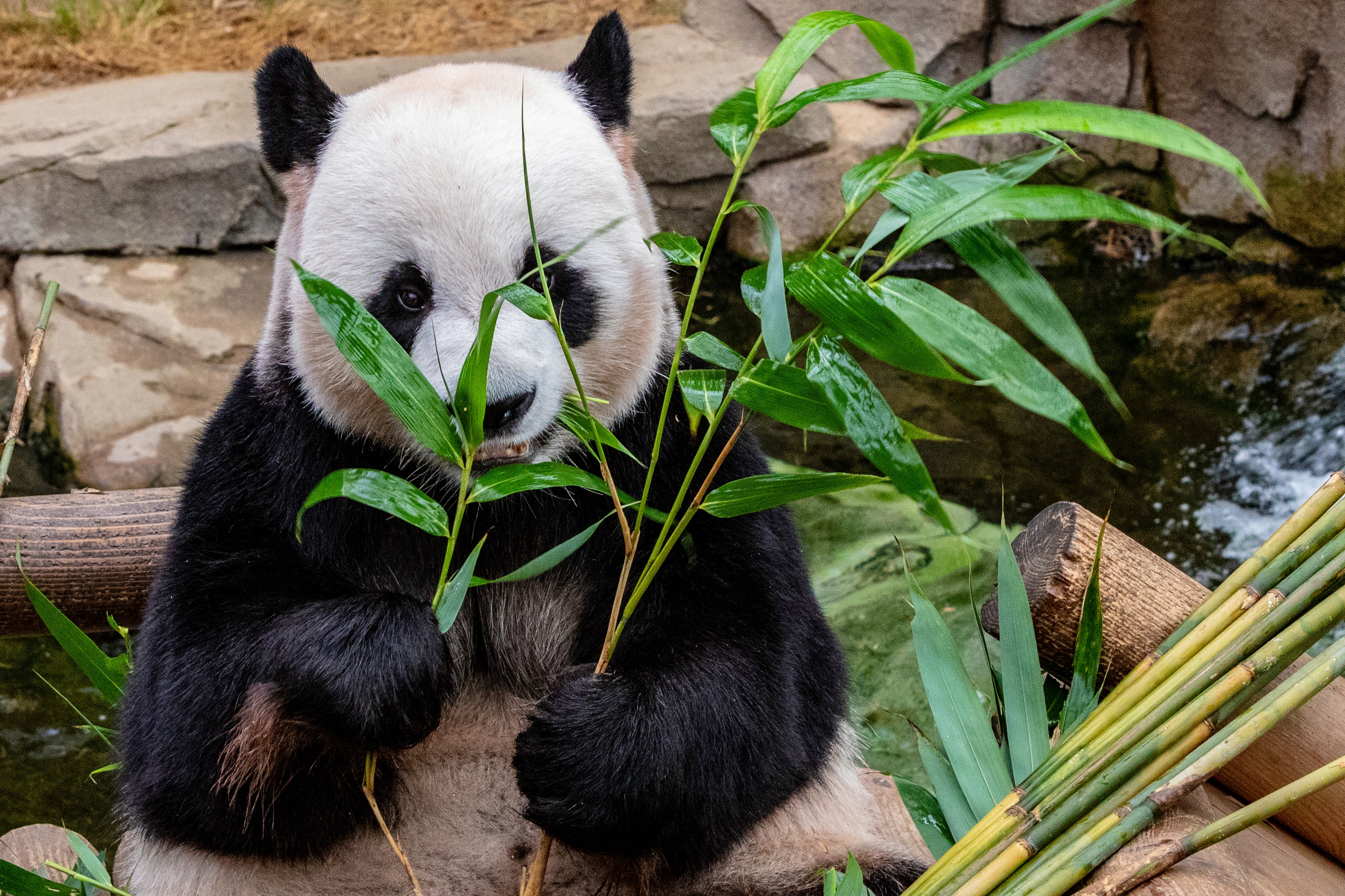 U vizitua nga miliona turistë, ngordh Panda më e vjetër në botë