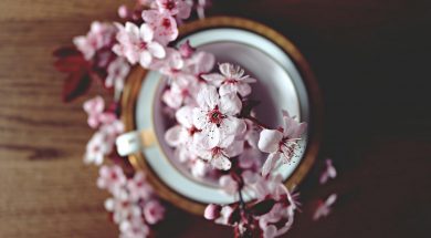 pexels-pixabay-371433
