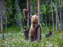 She-bear and cubs. Brown bear cubs climbs a tree. Natural habitat. In Summer forest. Sceintific name: Ursus arctos.