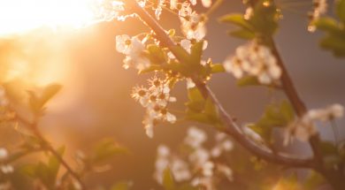 pexels-abedesigner-72473