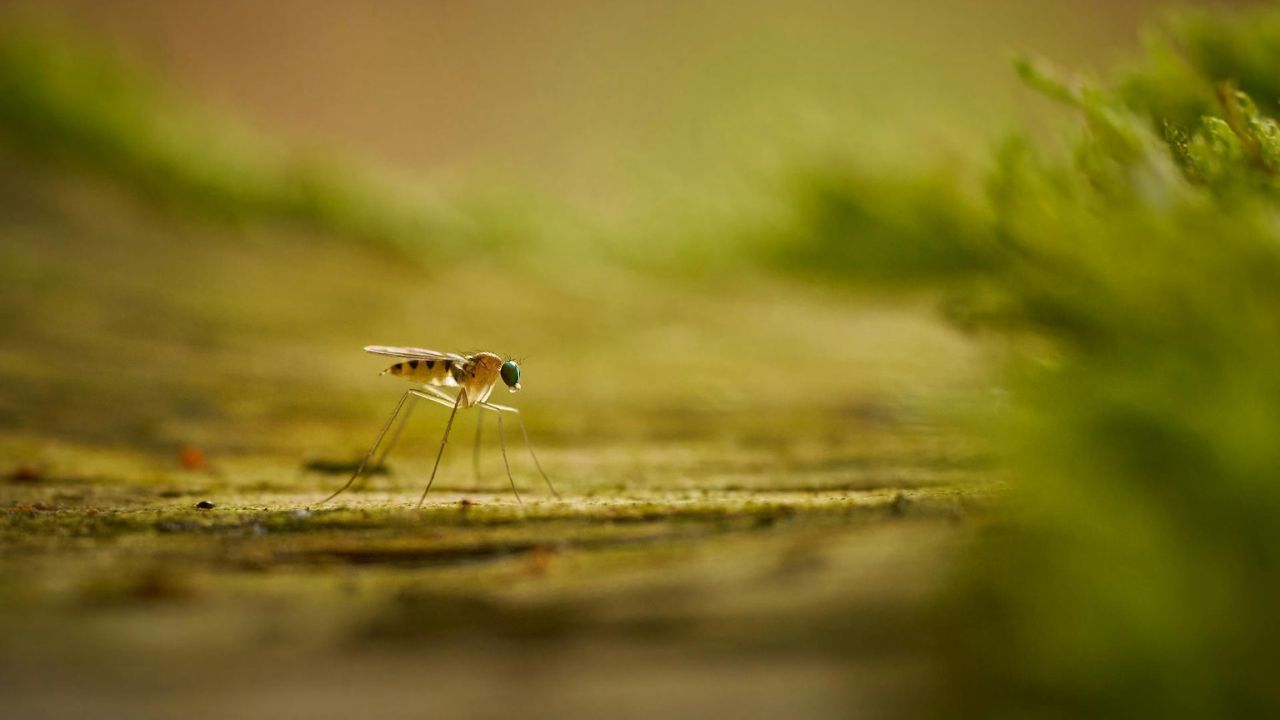 Kina zbulon një dron të vogël spiun që duket si një mushkonjë