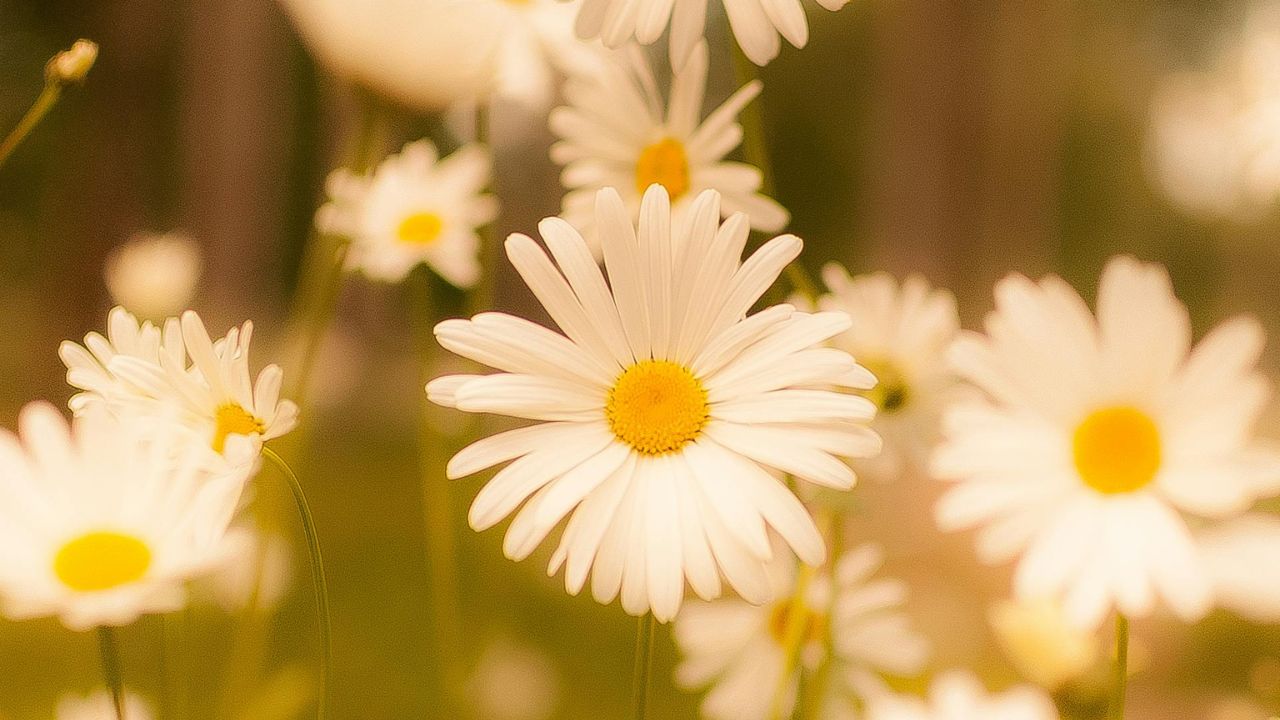 Parashikimi motit, 10 korrik 2025