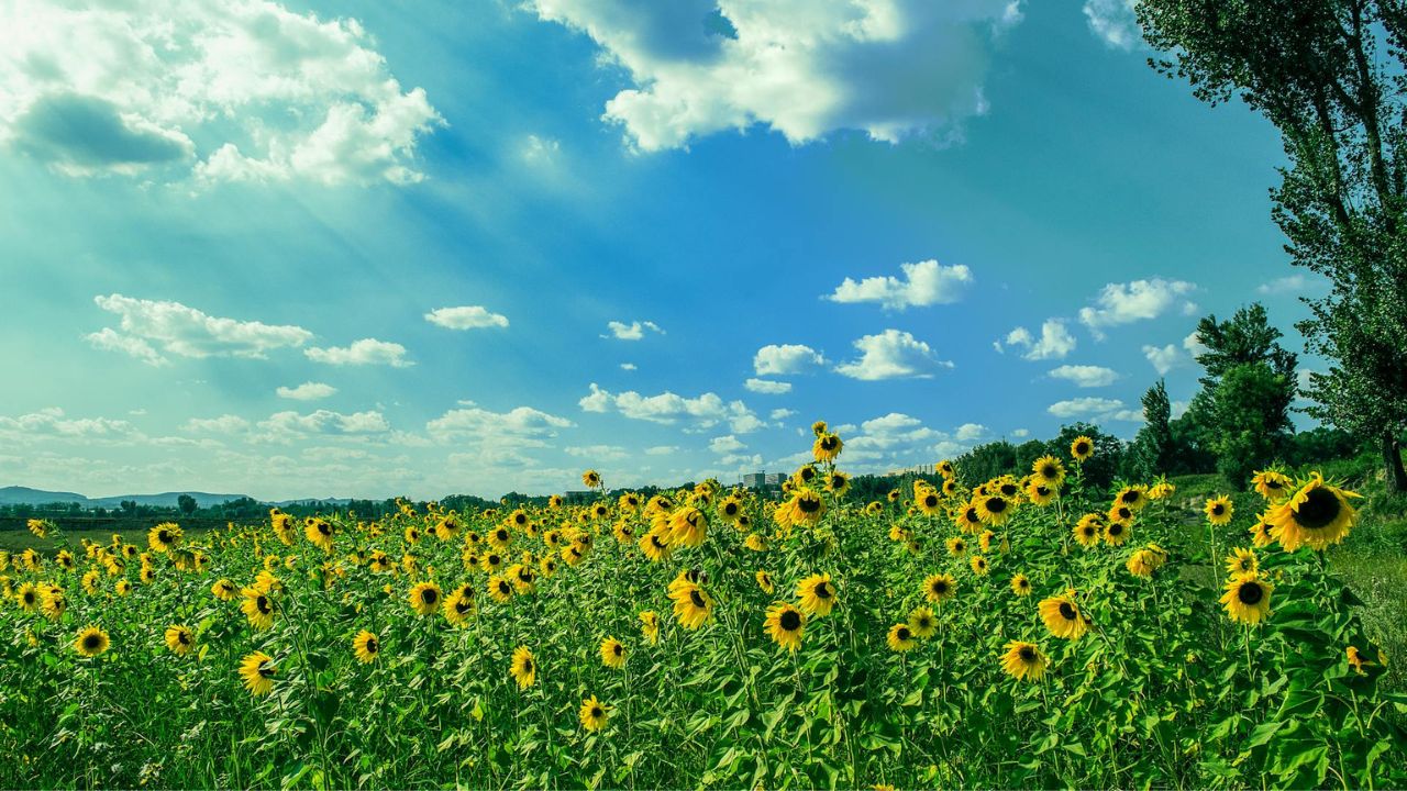 Parashikimi motit, 21 korrik 2025