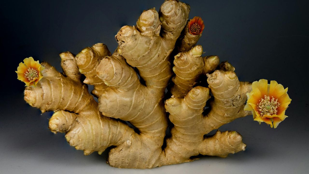 5 mënyra se si ginger është i mirë për shëndetin tuaj, sipas shkencës