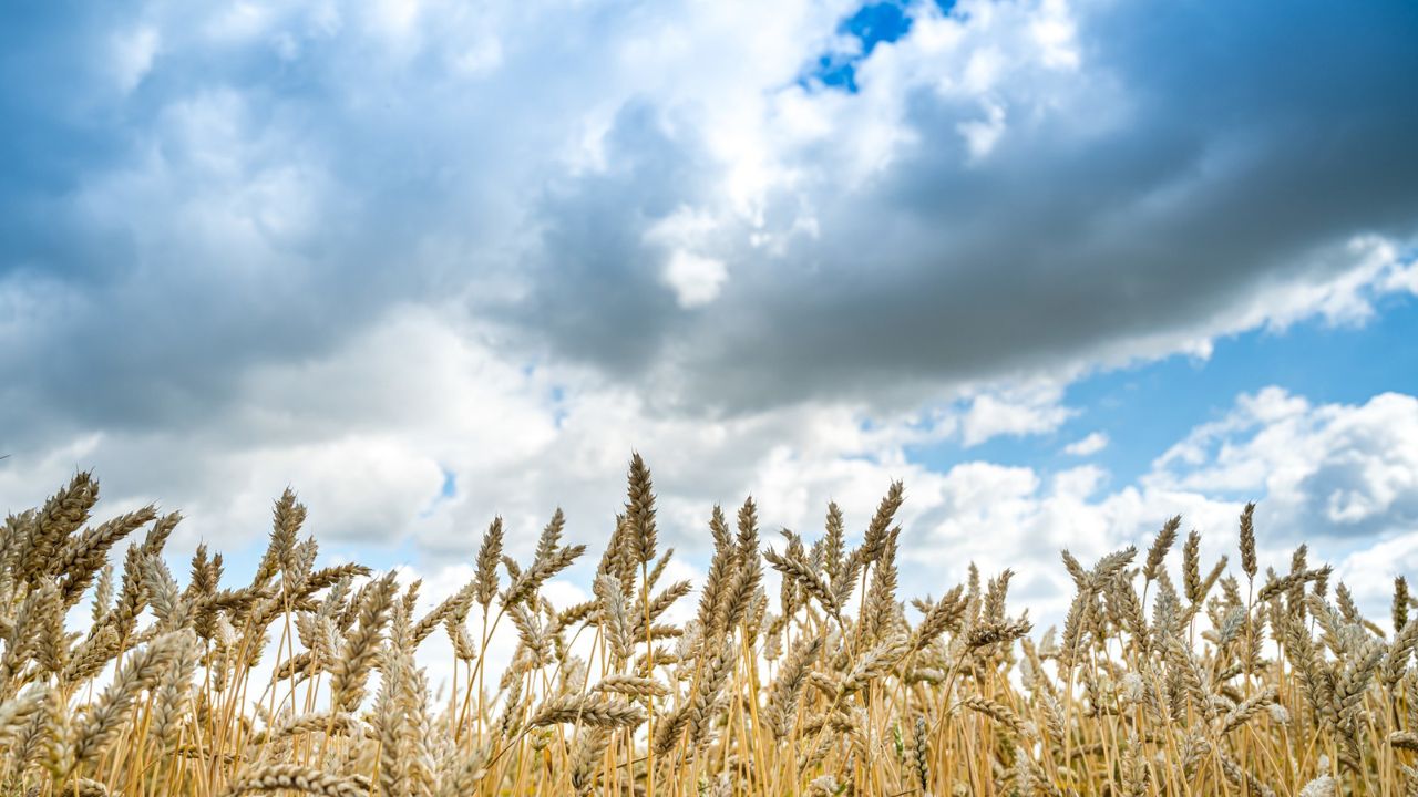 Parashikimi motit, 6 gusht 2025