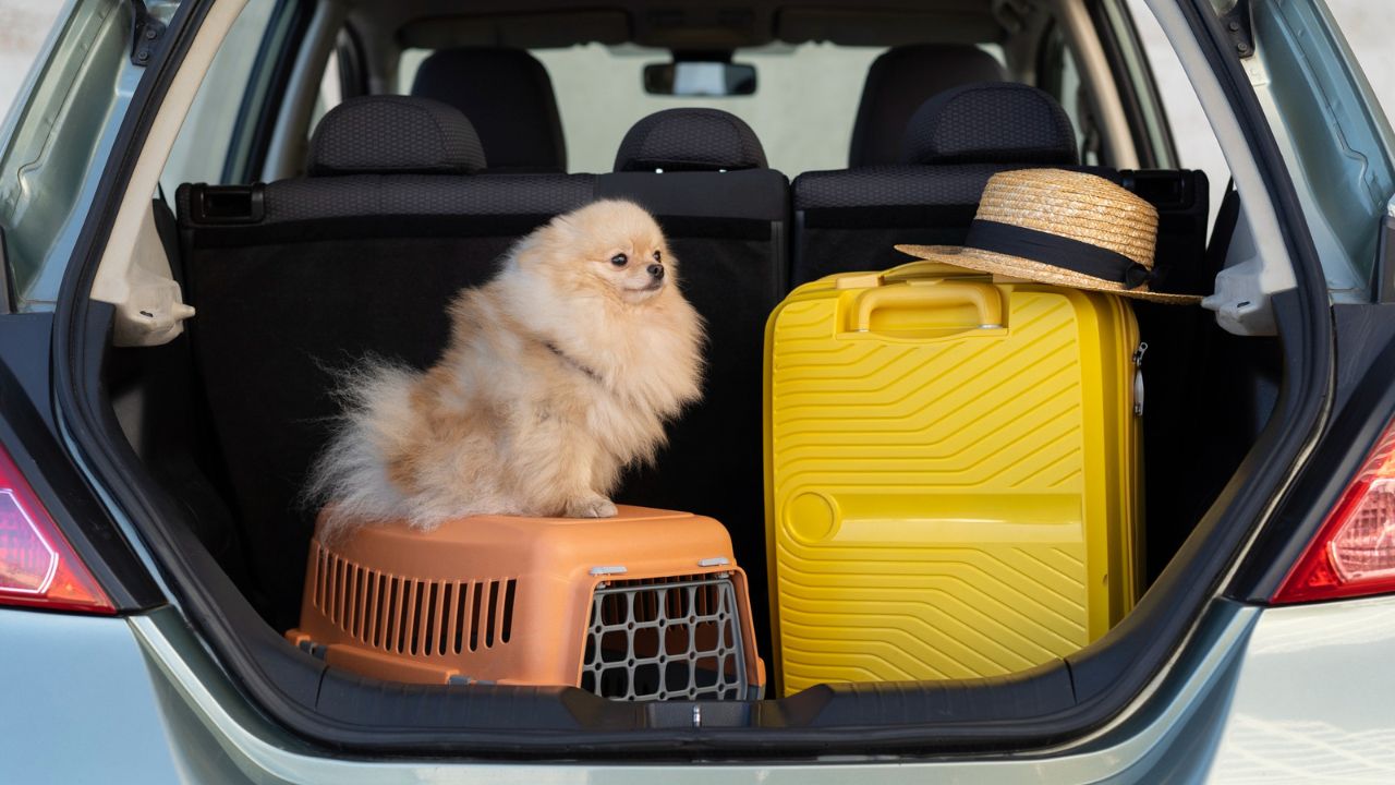 Qyteti turistik italian vendos taksë për qentë që vizitojnë vëndin