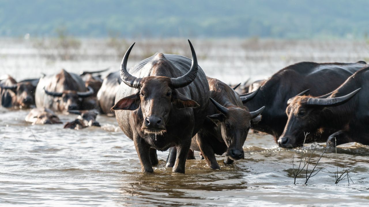 E pabesueshme! Policia në këtë qytet patrullon me buall