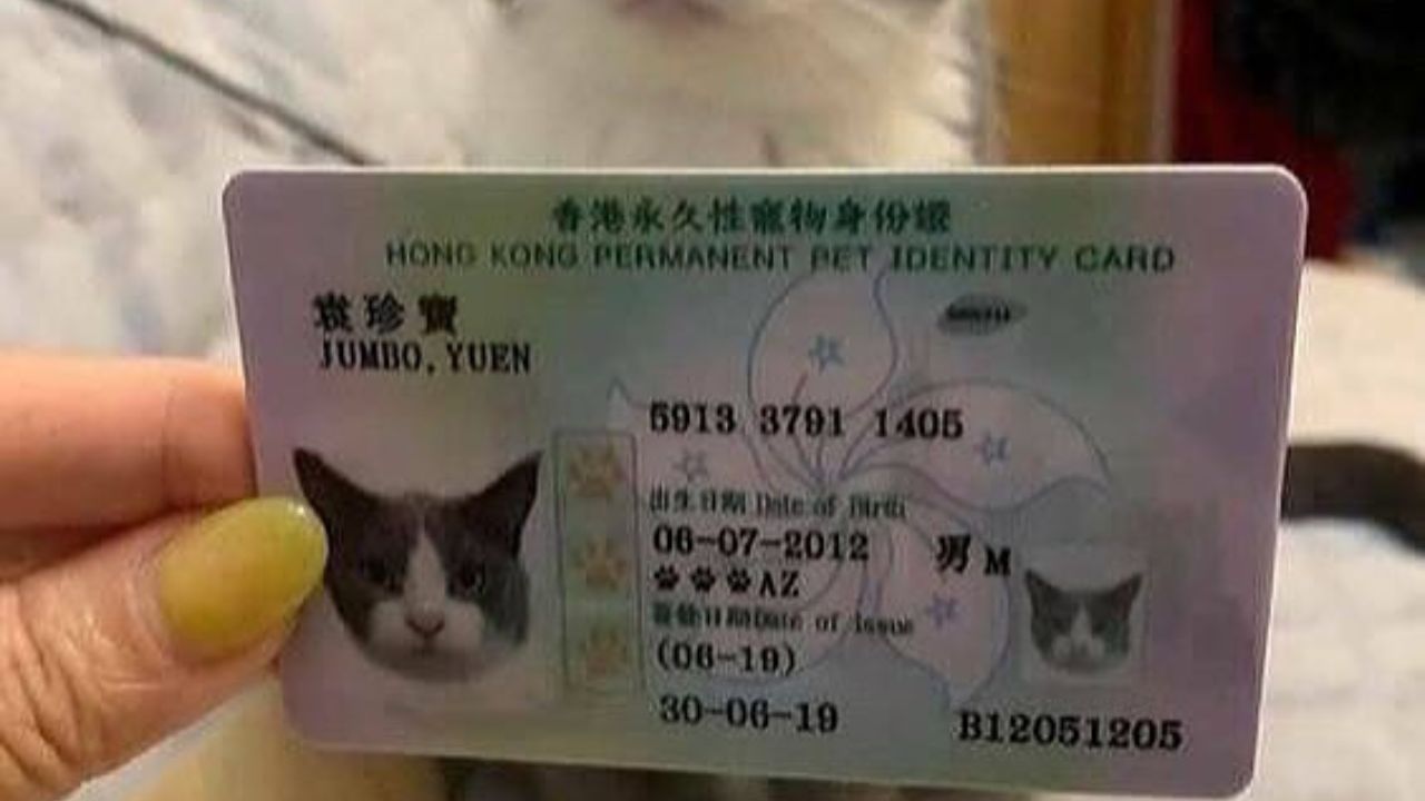 Në Hong Kong, kafshët shtëpiake tani mund të kenë kartën e tyre të identitetit
