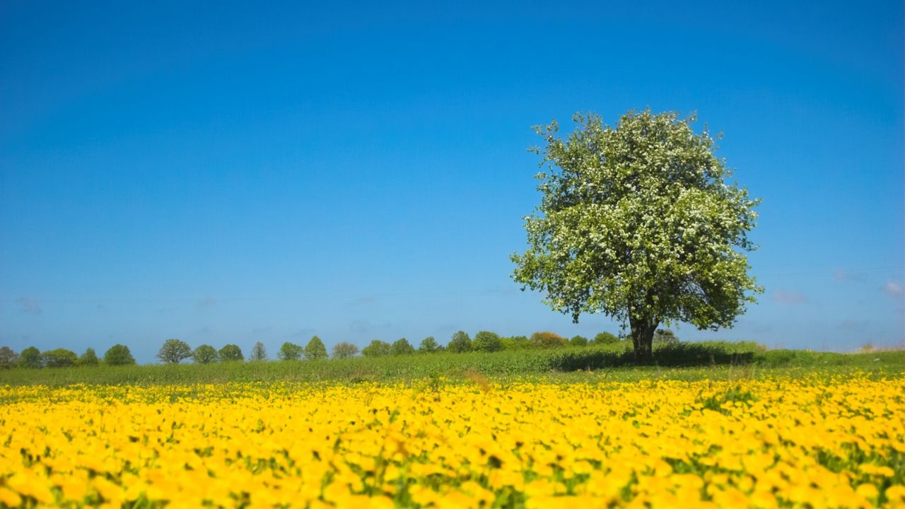 Parashikimi motit, 25 tetor 2025