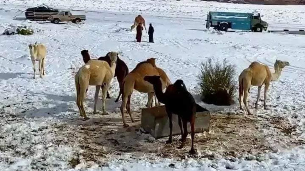 Arabia Saudite sheh borë mbas 30 vitesh