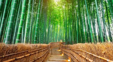 bambu