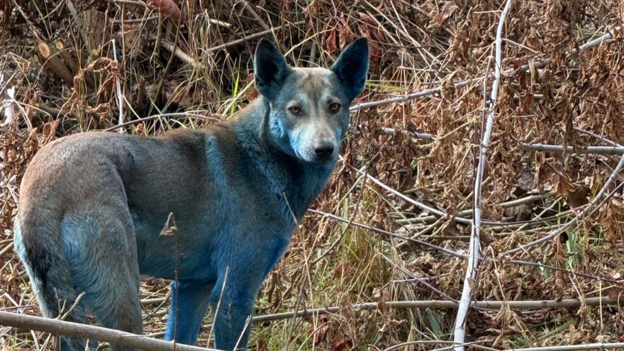 Zbulim i frikshëm në zonën e ndaluar bërthamore – Qen blu pranë Çernobilit