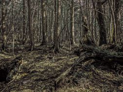 The Sea of Trees%2c or Aokigahara%2c Japan